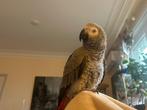 Jeune Gris du Gabon, Animaux & Accessoires, Mâle, Perroquet, Parleur
