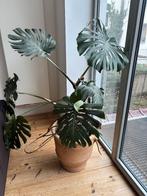 MONSTERA PLANT LARGE, Maison & Meubles, Plantes d'intérieur, Autres espèces, En pot, 150 à 200 cm, Enlèvement