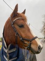 Rambo Micklem hoofdstel Cob, Dieren en Toebehoren, Ophalen of Verzenden, Zo goed als nieuw, Recreatie