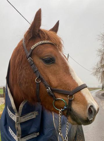 Rambo Micklem hoofdstel Cob, Enlèvement ou Envoi, Comme neuf, Récréation