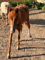 Knappe d pony jaarling, Dieren en Toebehoren, Pony's, Gechipt, Niet van toepassing, 0 tot 2 jaar, Meerdere dieren