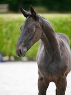Chique hengstenveulen, Dieren en Toebehoren, Paarden, L