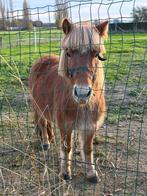 Pony, Dieren en Toebehoren, B, 3 tot 6 jaar, B pony (1.17m tot 1.27m), Merrie