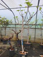 ficus carica, Tuin en Terras, Ophalen of Verzenden