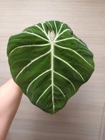 Philodendron gloriosum 'zebra´, Huis en Inrichting, Kamerplanten, Ophalen of Verzenden