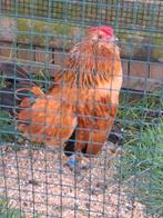 Antwerpse baardkriel Haan 2024 buff, Dieren en Toebehoren