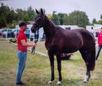 5 jarige merrie v. Escamillo, Dieren en Toebehoren, Paarden, Merrie, Gechipt, Dressuurpaard, Zadelmak