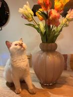 Mooi britse korthaar poesje kitten, Dieren en Toebehoren, Poes, Gechipt, 0 tot 2 jaar
