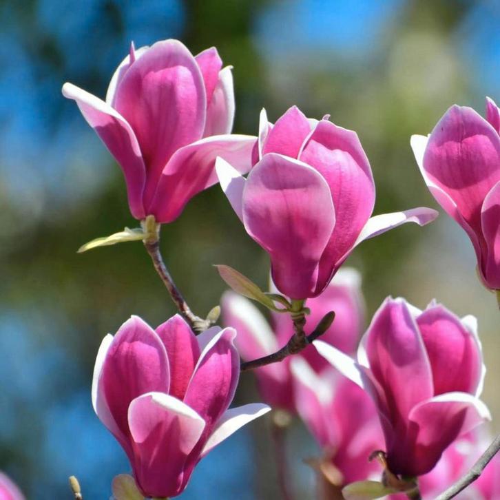 Magnolia's, Tuin en Terras, Planten | Bomen, Ophalen