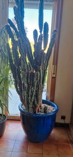 Grote cactus (~2m) inclusief grote stenen pot, Ophalen, Cactus