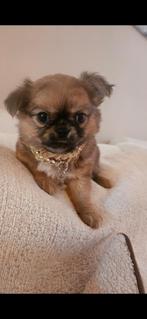 Chihuahua reutje, Dieren en Toebehoren, Honden | Chihuahua's en Gezelschapshonden, België, Fokker | Hobbymatig, Reu, 8 tot 15 weken