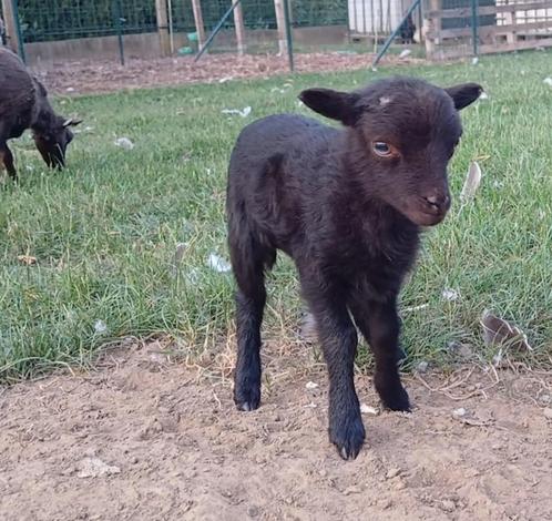 Ouessant bruin, Dieren en Toebehoren, Schapen, Geiten en Varkens