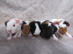 Baby cavia's, Meerdere dieren, Cavia, Tam