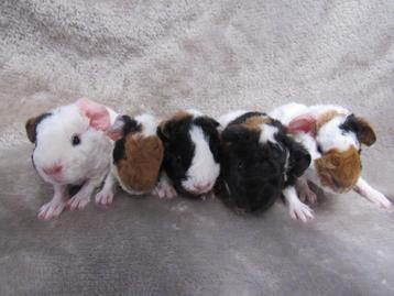 Baby cavia's beschikbaar voor biedingen