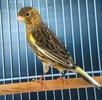 IK ZOEK TIMBRADO KANARIES , RAS ZUIVER., Dieren en Toebehoren, Vogels | Kanaries