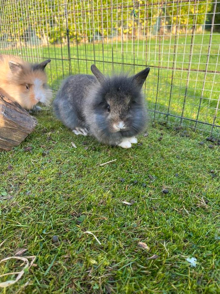 Mooi bruin leeuwenkopje, Dieren en Toebehoren, Konijnen, Dwerg, Mannelijk, 0 tot 2 jaar