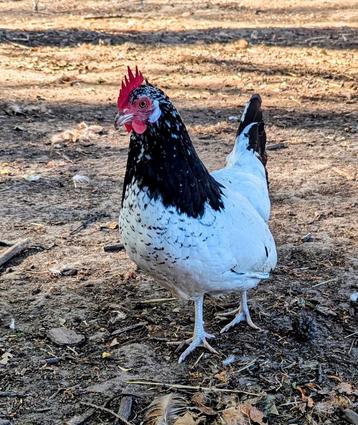 2 hennen kippen, Dieren en Toebehoren, Vrouwelijk, Kip