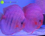 ++EXCLUSIEVE WEISSFLOG DISCUS++ Discusvissen topkwaliteit++, Dieren en Toebehoren, Vissen | Aquariumvissen, Vis, Zoetwatervis