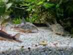 Corydoras paleatus, Dieren en Toebehoren, Vissen | Aquariumvissen
