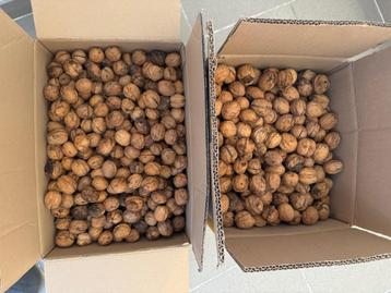 Walnoten seizoen 2025 beschikbaar voor biedingen