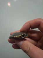 Baby waterschildpadjes, Dieren en Toebehoren, Schildpad