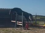 Heel fijn & gezond springpaard !!, Dieren en Toebehoren, Paarden, Springpaard, Gechipt, Niet van toepassing, 0 tot 2 jaar