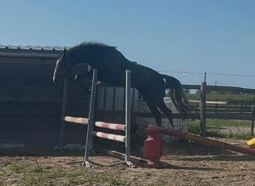Heel fijn & gezond springpaard !!, Dieren en Toebehoren, Paarden, Hengst, Niet van toepassing, 165 tot 170 cm, 0 tot 2 jaar, Springpaard