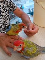Handtamme rosella's