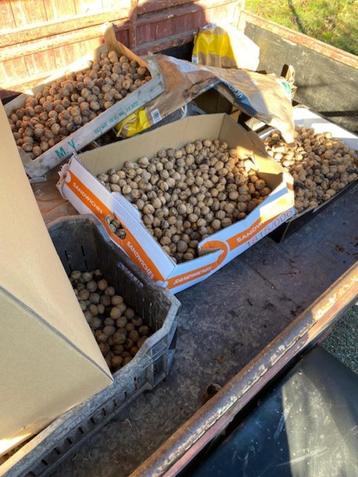 verse walnoten 120 kg beschikbaar voor biedingen