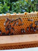 F1 Koninginnen van bijen Carnica, Animaux & Accessoires, Insectes & Araignées, Abeilles