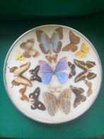 Mooie strakke kader met opgezette vlinders, Antiquités & Art, Curiosités & Brocante, Enlèvement ou Envoi