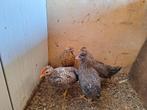Groenleggers kruisingen cream legbar, araucana, Dieren en Toebehoren, Meerdere dieren, Kip