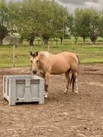 Halve stal gezocht voor deze lieve Knappert te Zedelgem, Dieren en Toebehoren, Met stamboom, Minder dan 160 cm, Ruin, 7 tot 10 jaar