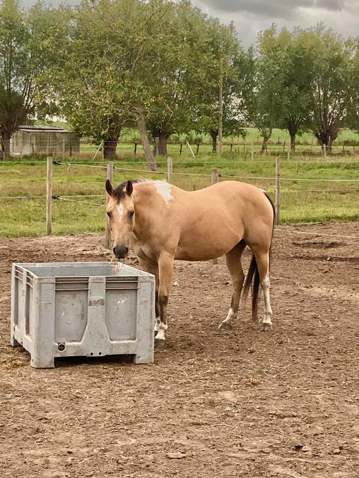 Halve stal gezocht voor deze lieve Knappert te Zedelgem, Dieren en Toebehoren, Paarden, Ruin, Minder dan 160 cm, 7 tot 10 jaar