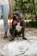 Dekreu american bully xxl, Dieren en Toebehoren, Honden | Dekreuen, Particulier, Reu, CDV (hondenziekte), Buitenland