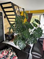 Prachtige Monstera, Autres espèces, En pot, 150 à 200 cm, Enlèvement