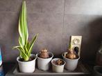 Planten, Vaste plant, Halfschaduw, Lente, Ophalen