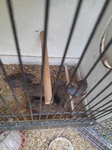 Chinese dwergkwartels 3 stuks natuurbroed.  beschikbaar voor biedingen