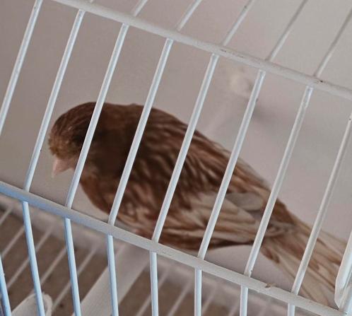 Femelle canaris PHAEO 2024 bonne mère cause vt immobilier, Dieren en Toebehoren, Vogels | Overige Vogels, Vrouwelijk, Geringd