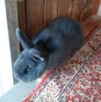 Konijn, Dieren en Toebehoren, Konijnen