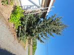 kerstboom picea, Ophalen