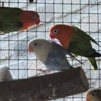 Fischeri opalines, Meerdere dieren, Dwergpapegaai of Agapornis, Geringd