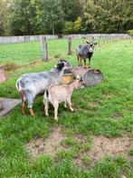 Ik ben Dringend op zoek naar een blauwschimmel tan dekbok!, Dieren en Toebehoren, Schapen, Geiten en Varkens