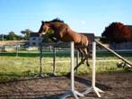 Sportmerrie, oudere merrie en groene sportmerrie, Dieren en Toebehoren, Merrie, Springpaard, Gechipt, M