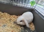konijn 9 weken, Dieren en Toebehoren, Konijnen, Geslacht onbekend, Middelgroot, Hangoor, 0 tot 2 jaar