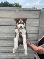 Husky pups te reserveren (erkende hobby fokker), Dieren en Toebehoren, Meerdere, Poolhond, 8 tot 15 weken, België