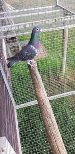Kweekduiver (duiver) 2021, Dieren en Toebehoren, Vogels | Duiven, Mannelijk, Postduif