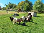 Prachtige (kweek) groep Wallische geiten, Dieren en Toebehoren