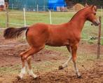 Hengstenveulen Freiberger/Franches Montagnes, Dieren en Toebehoren, Paarden, Minder dan 160 cm, Gechipt, Niet van toepassing, 0 tot 2 jaar