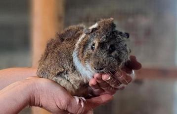 Cavia beertjes disponible aux enchères